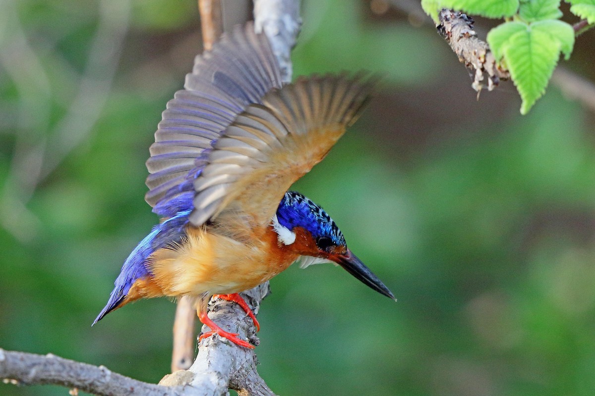 Malagasy Kingfisher - ML46521531