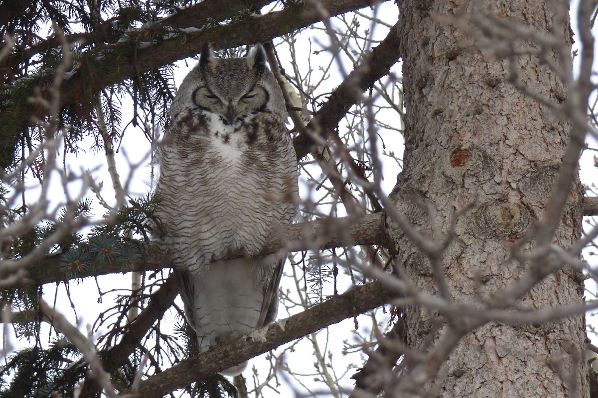 Great Horned Owl - ML46521561