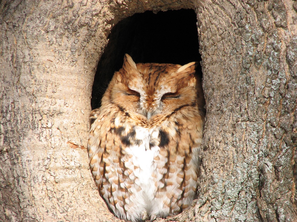Eastern Screech-Owl - Luis Mendes
