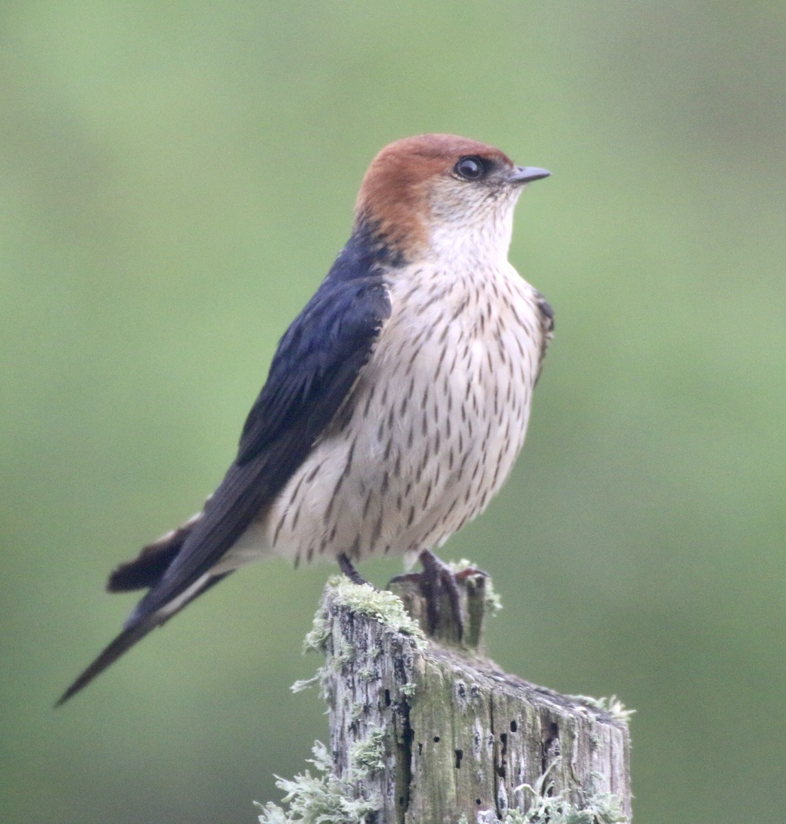 Greater Striped Swallow - ML465219081