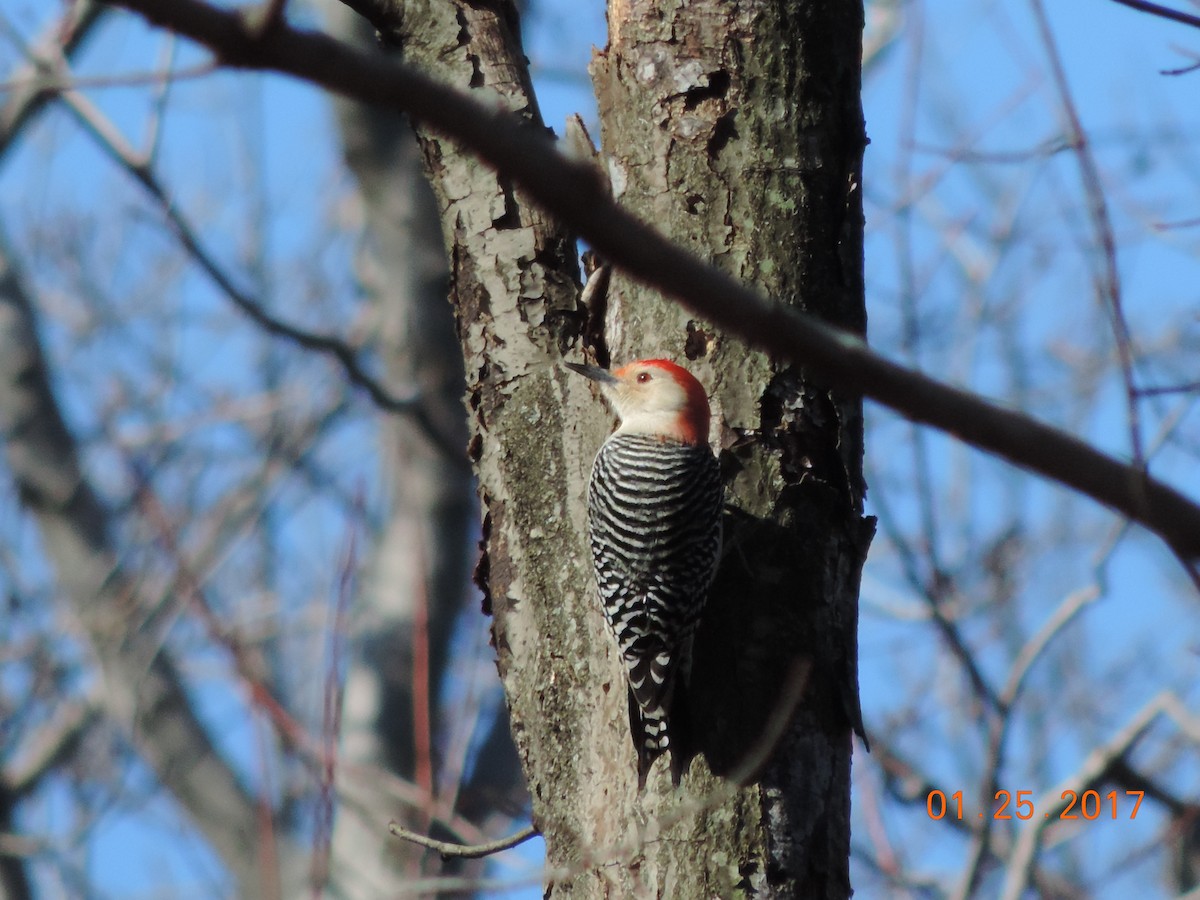 Red-bellied Woodpecker - Rich Brown