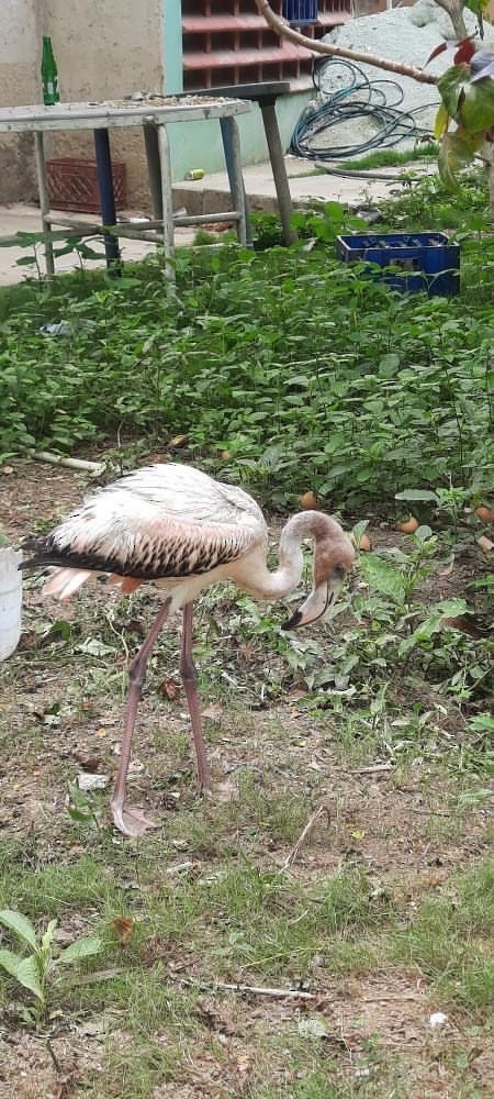 American Flamingo - maritza acuna