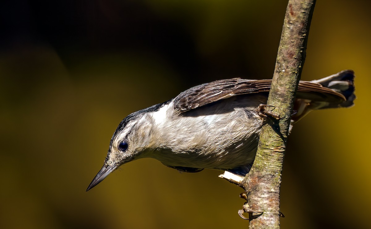 White-breasted Nuthatch - ML465229831