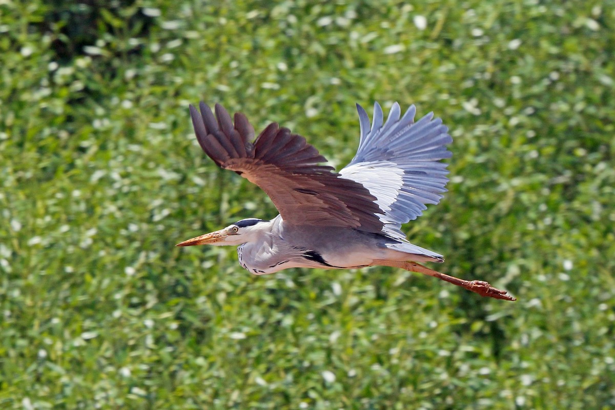 Gray Heron (Madagascar) - Nigel Voaden