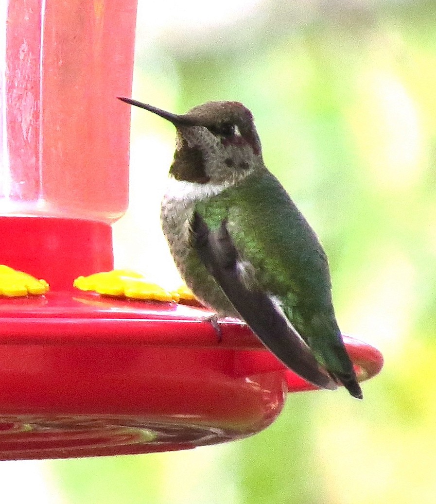 Anna's Hummingbird - ML465234721