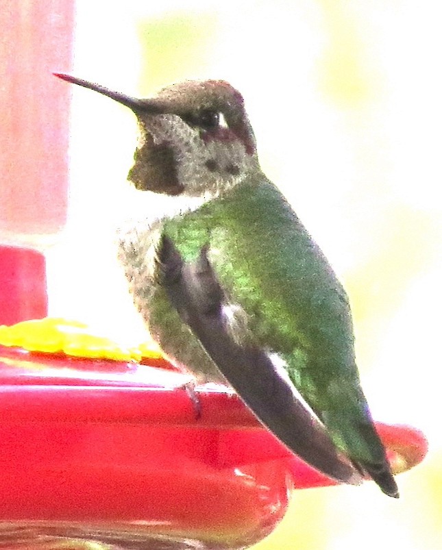 Anna's Hummingbird - ML465234731