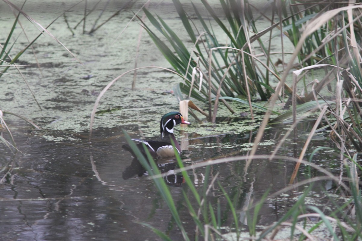 Wood Duck - Skip Cantrell