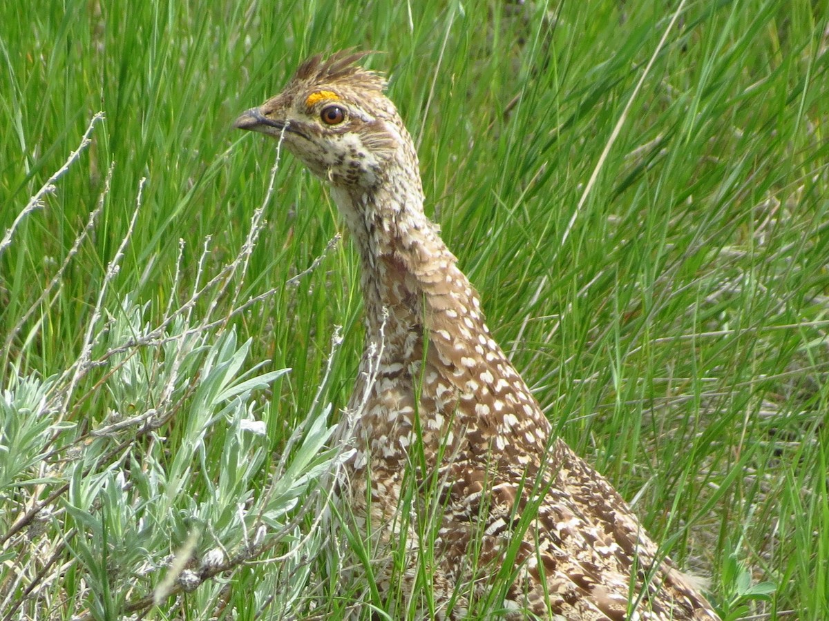 Sharp-tailed Grouse - Lucas Wessner