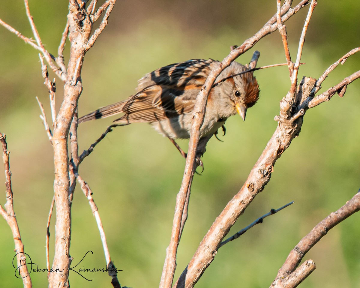 American Tree Sparrow - ML465243301
