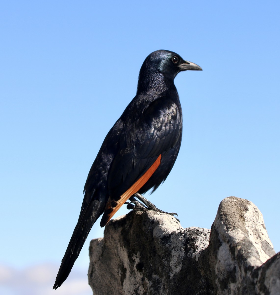 Red-winged Starling - ML465244081