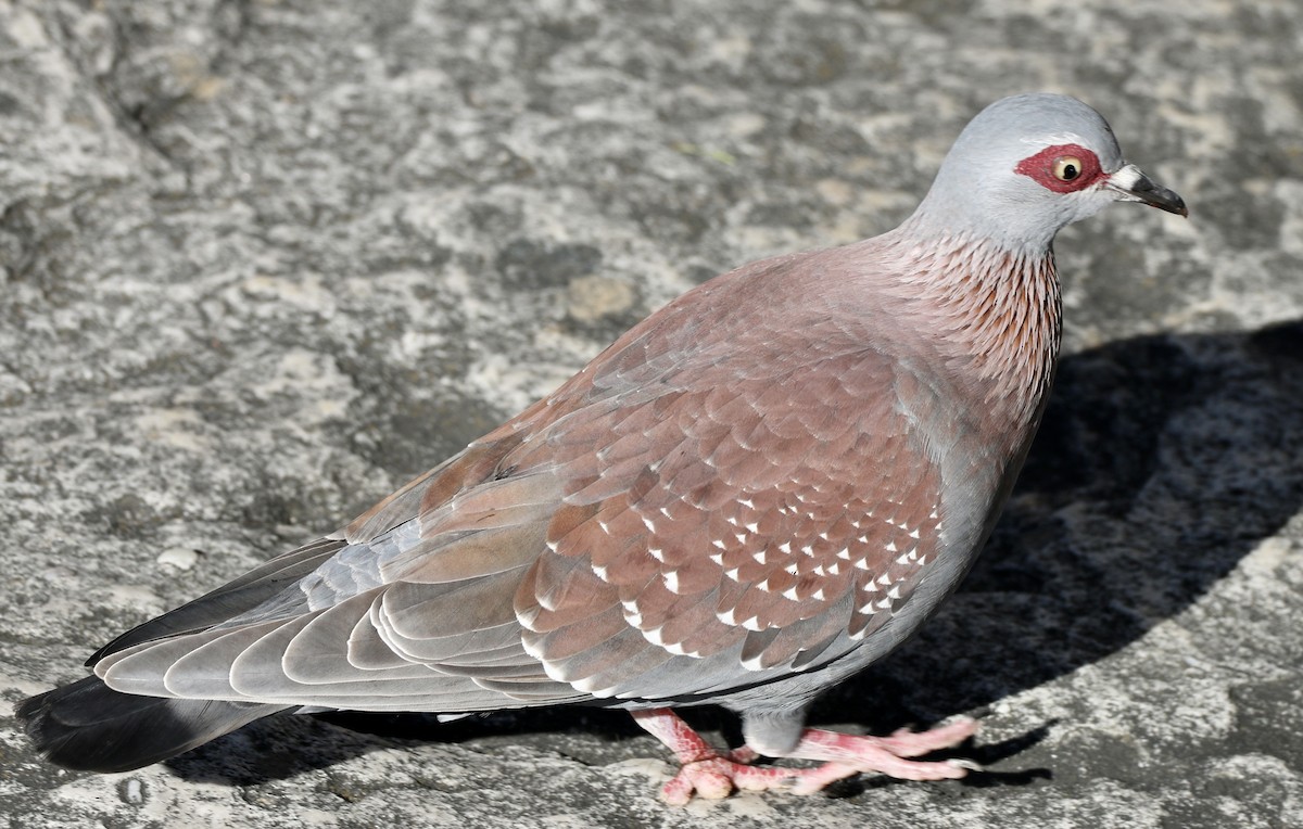 Speckled Pigeon - Cheryl Rosenfeld