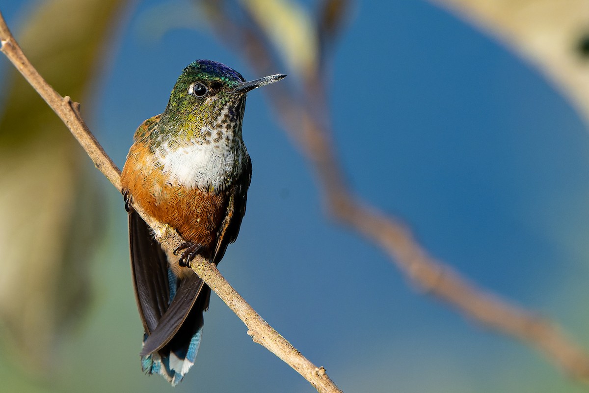 Violet-tailed Sylph - ML465246211