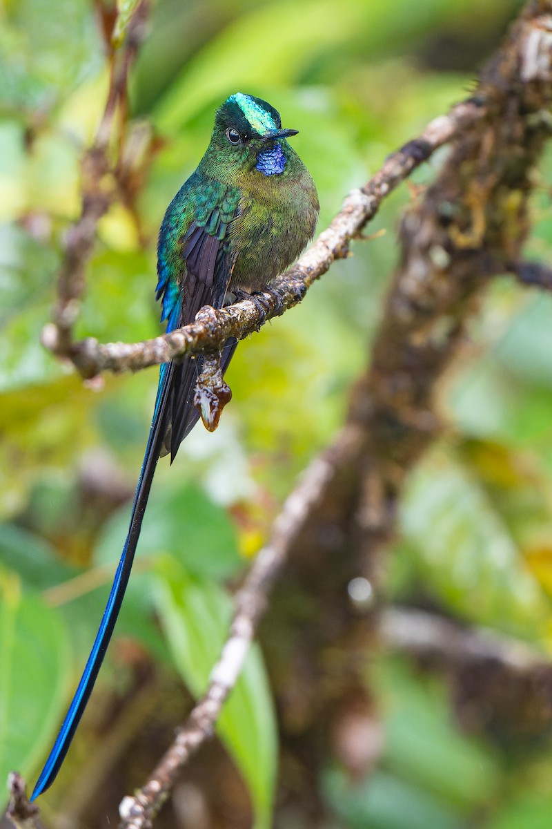 Violet-tailed Sylph - ML465247981