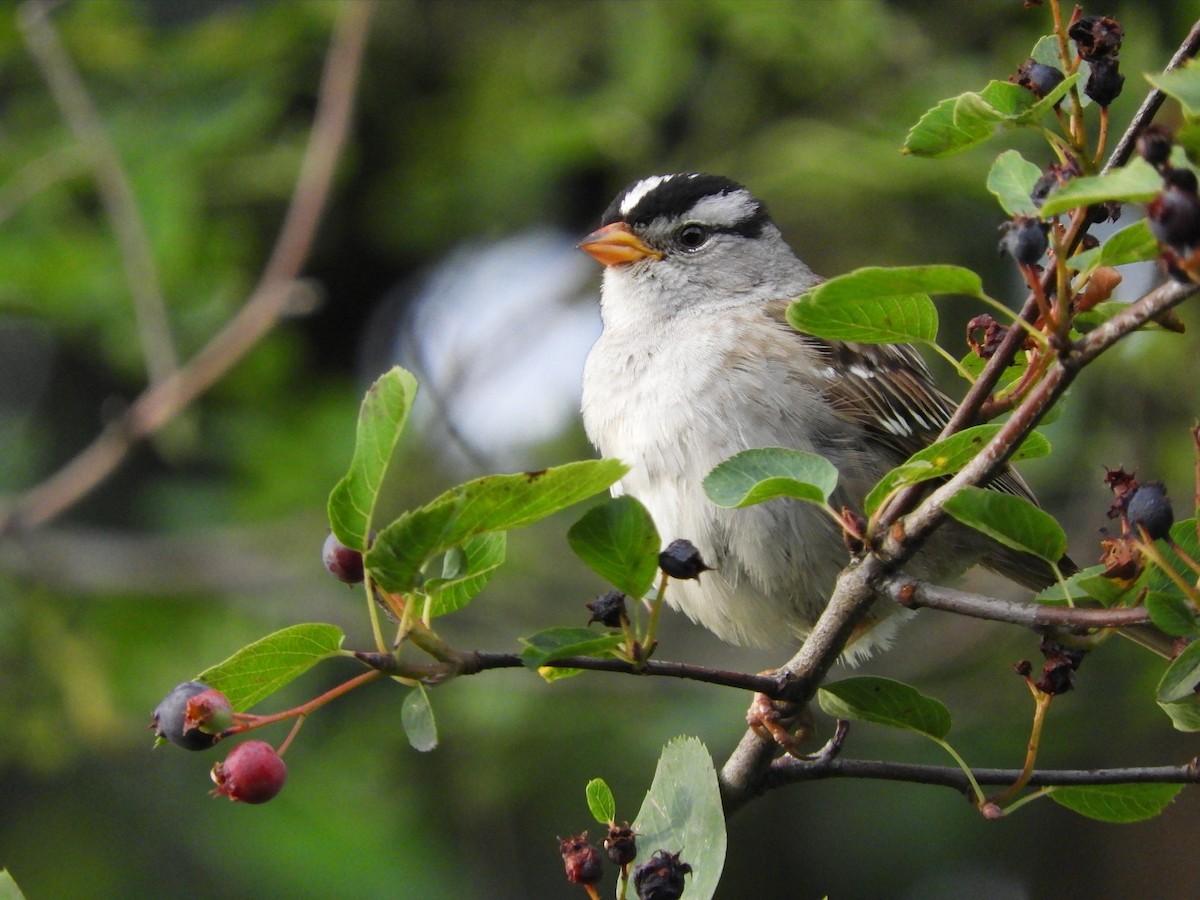 White-crowned Sparrow (pugetensis) - ML465248001