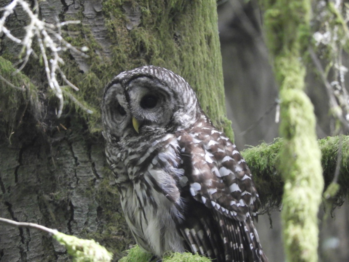Barred Owl - ML465251281