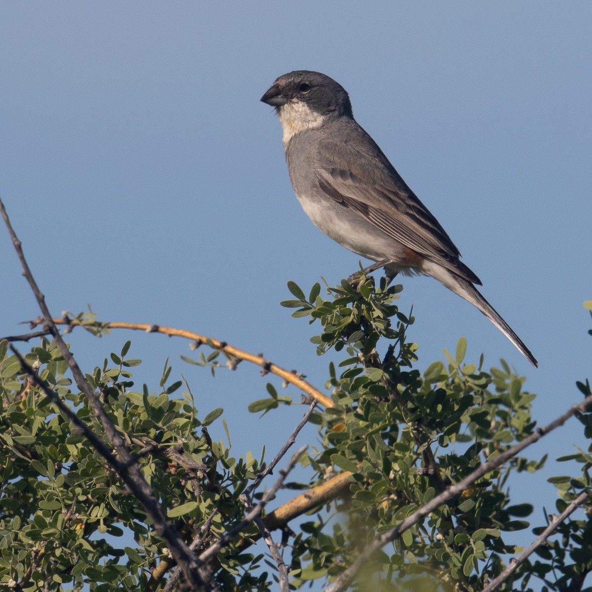 ML465254031 Diuca Finch Macaulay Library