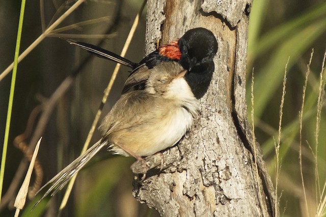 Possible pair allopreening. - Red-backed Fairywren - 