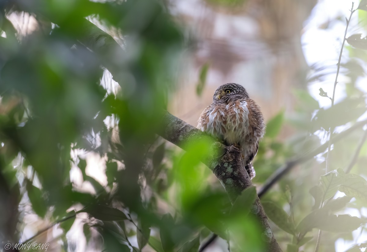 Collared Owlet - Mony Sang (SVC)