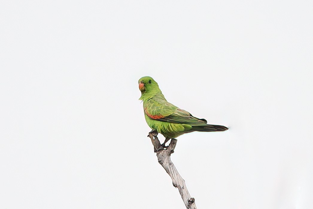 Red-winged Parrot - ML465270281