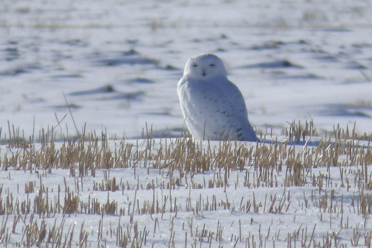 Snowy Owl - ML46527111