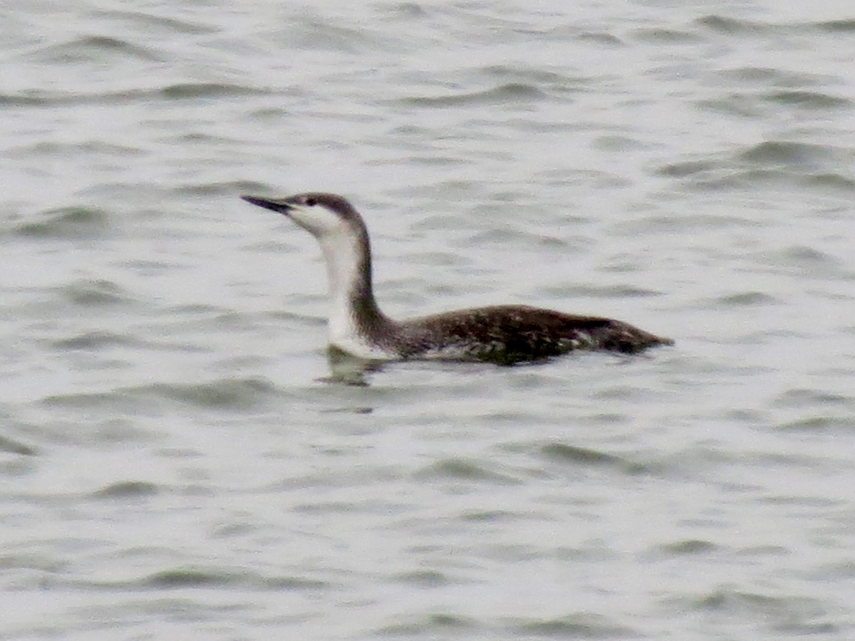 Red-throated Loon - ML46527311
