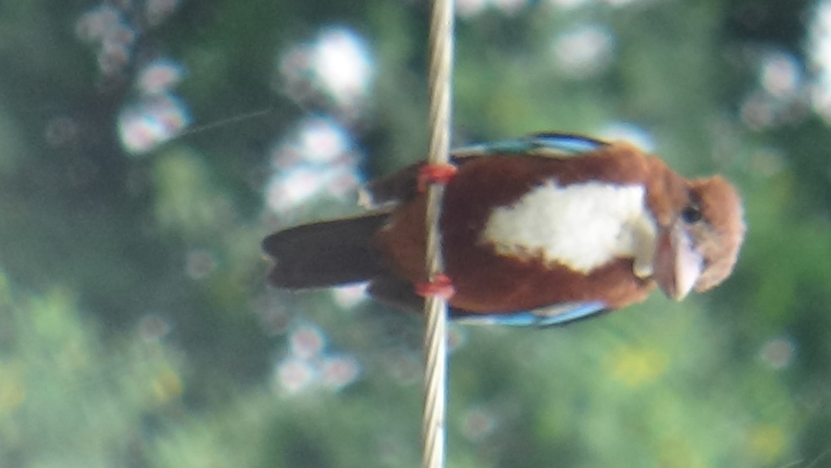 White-throated Kingfisher - ML465276291