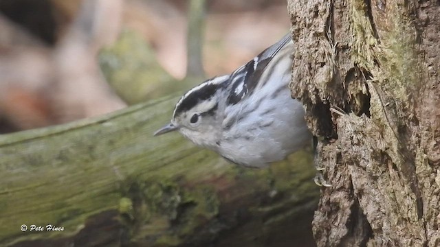Black-and-white Warbler - ML465279471