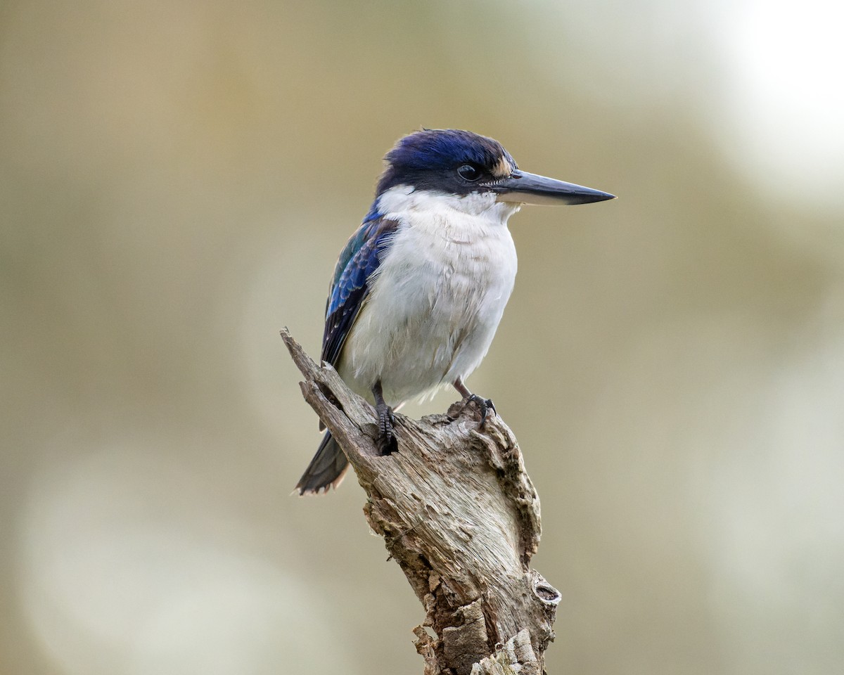 Forest Kingfisher - ML465285571