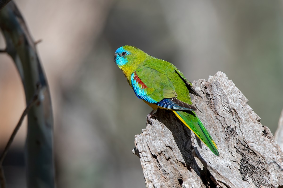 Turquoise Parrot - ML465287161