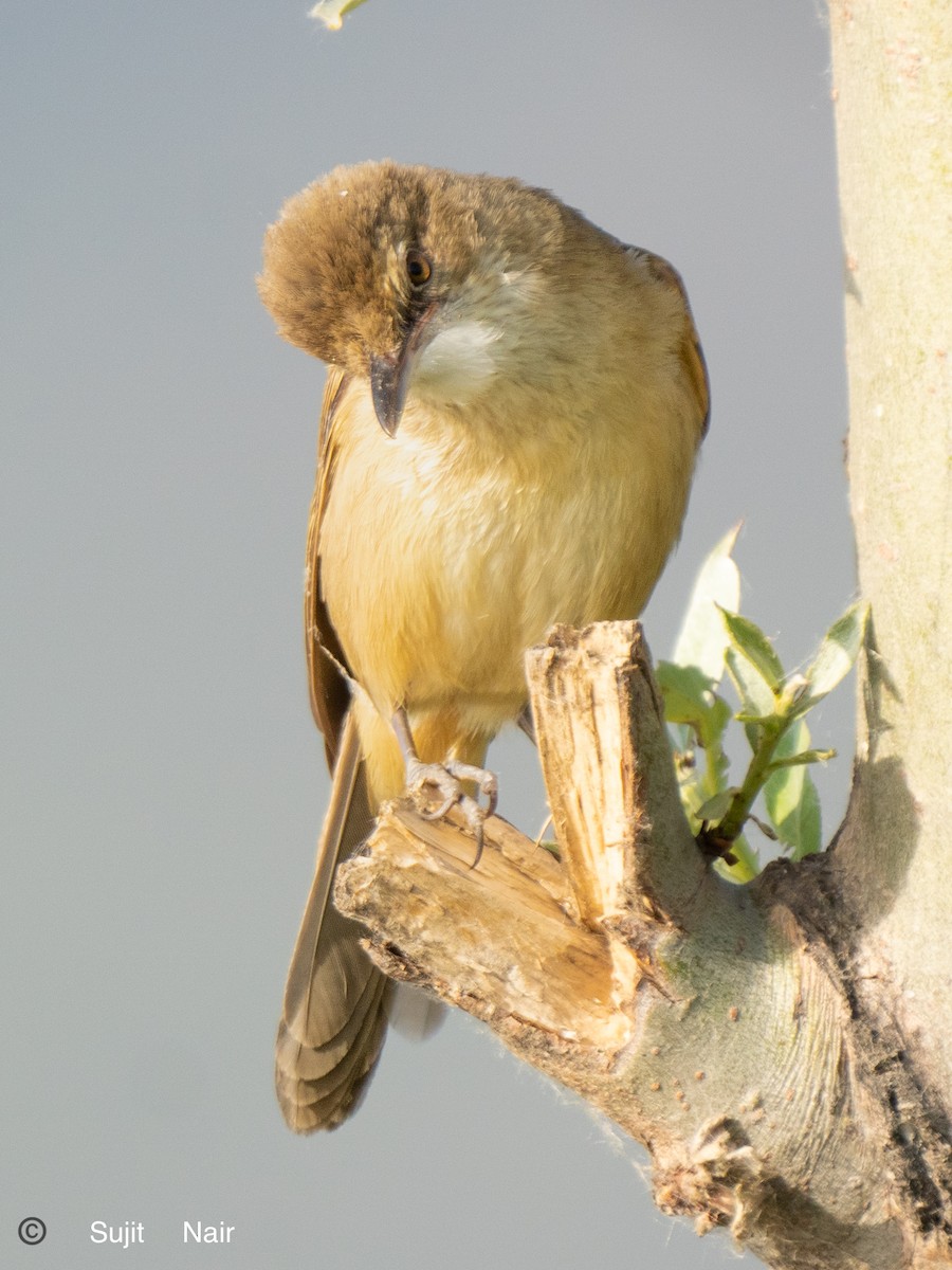 ML465287881 - Clamorous Reed Warbler - Macaulay Library