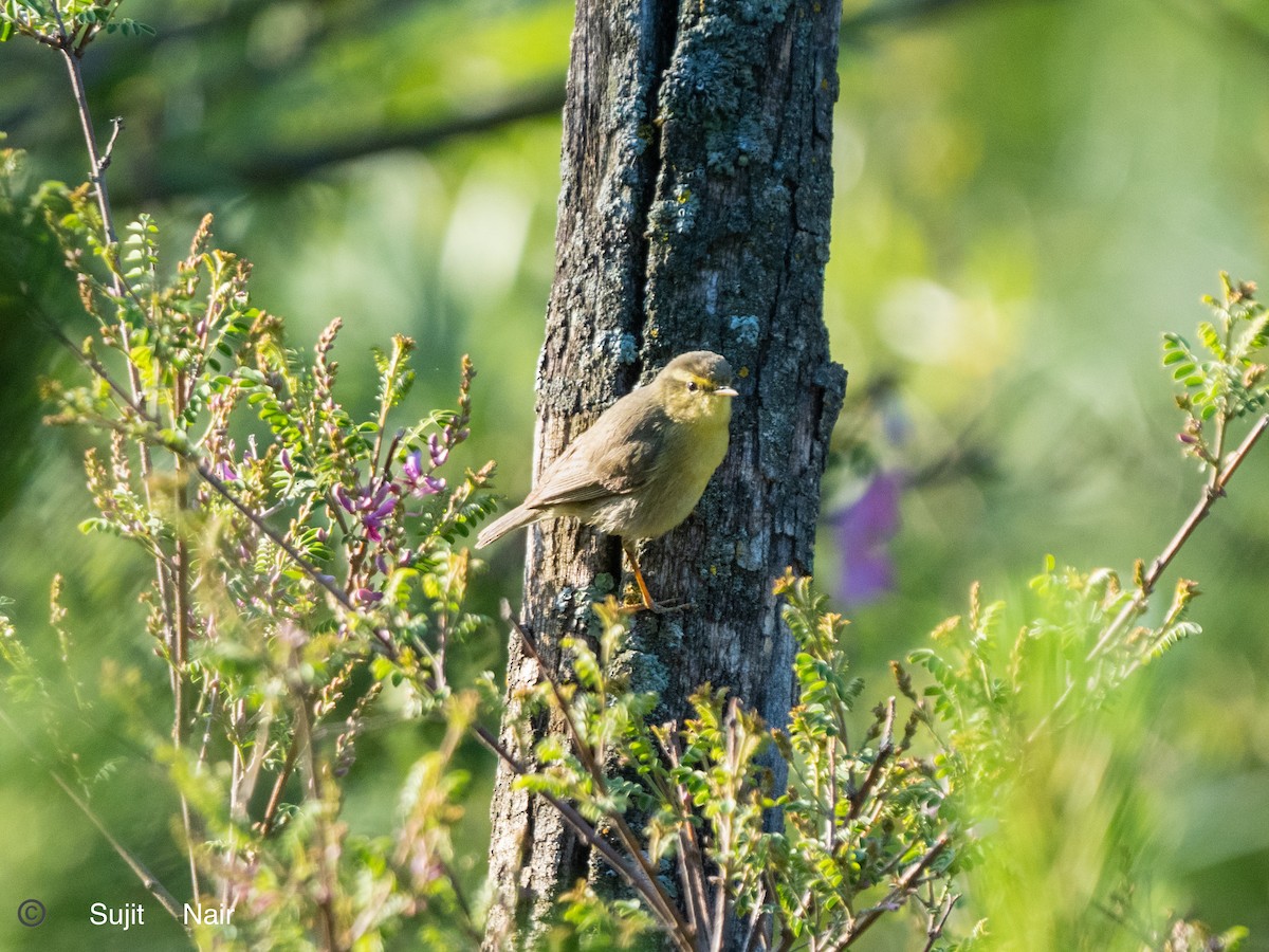 Hume's Warbler - ML465289121