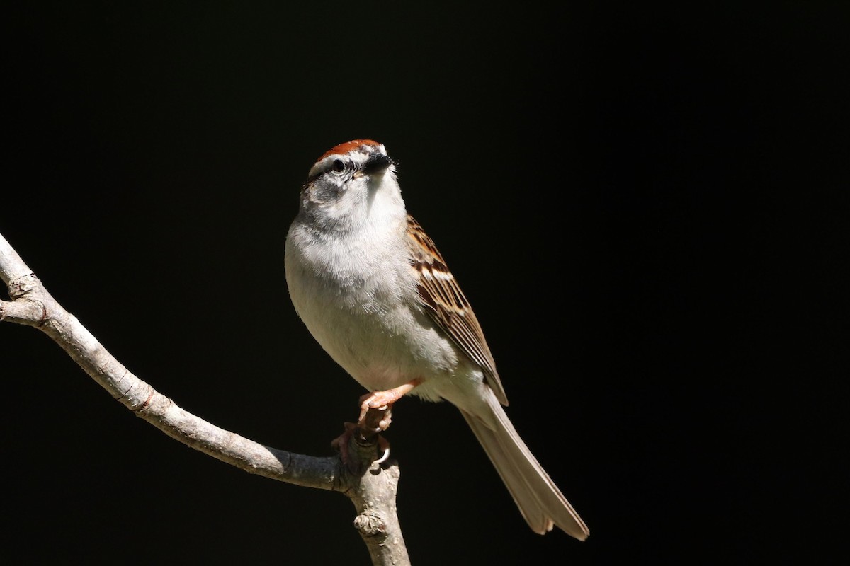 Chipping Sparrow - ML465293541