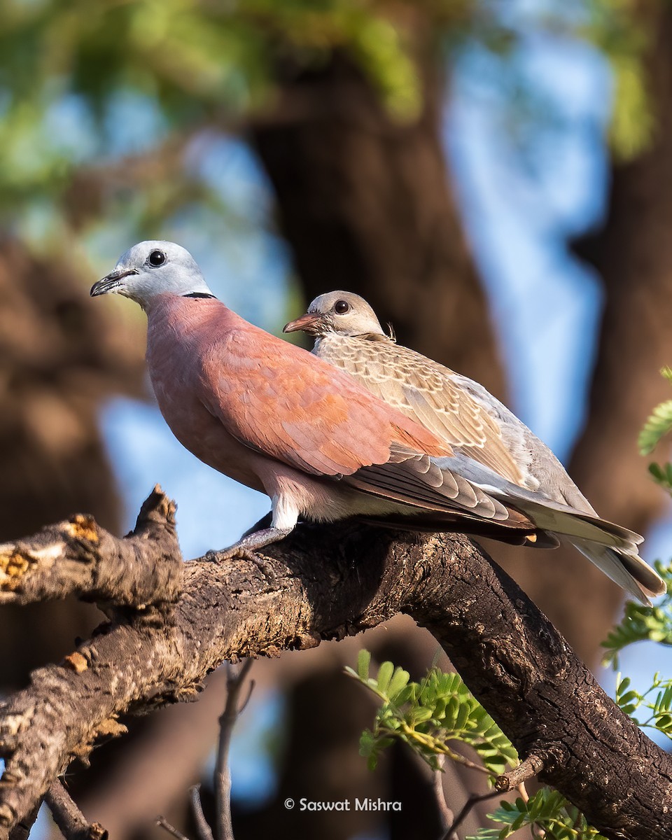 Red Collared-Dove - ML465296361