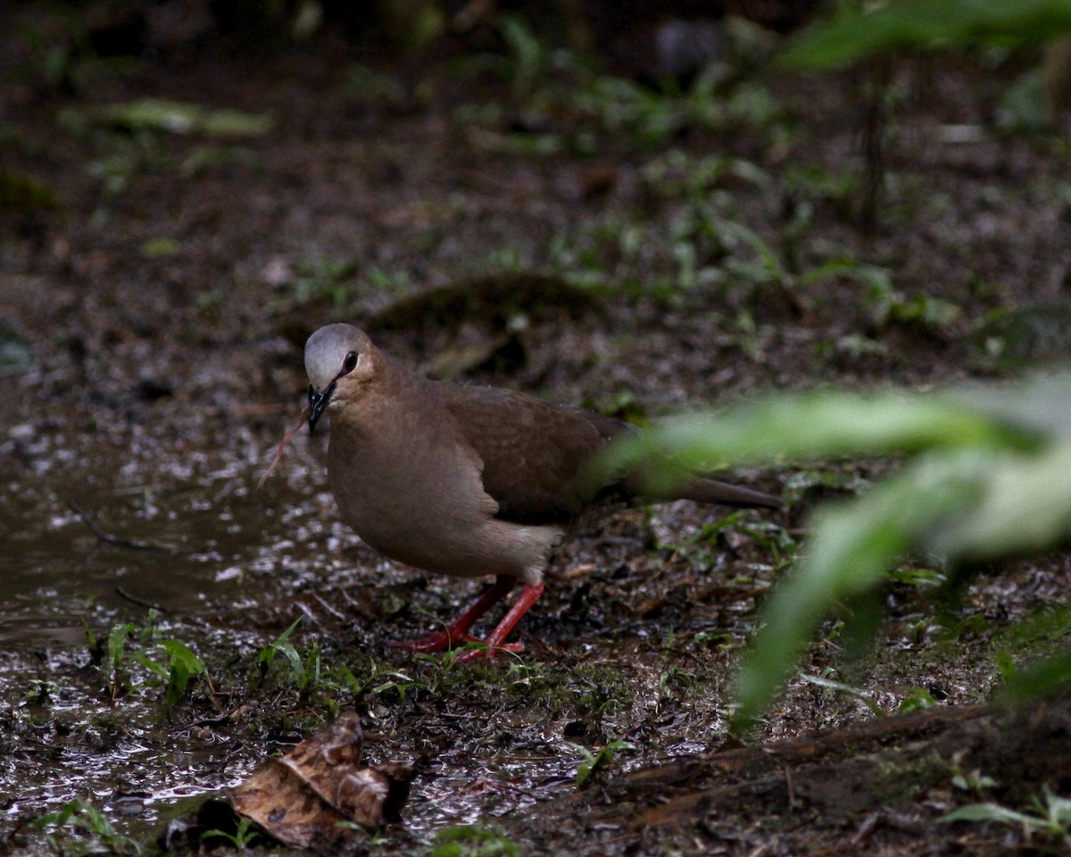 Gray-fronted Dove - ML465297851