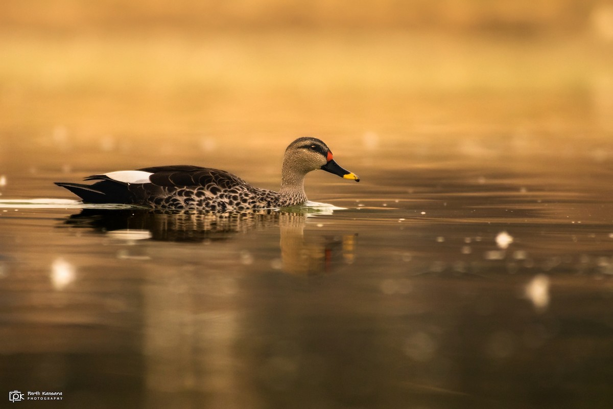 Indian Spot-billed Duck - ML465303541