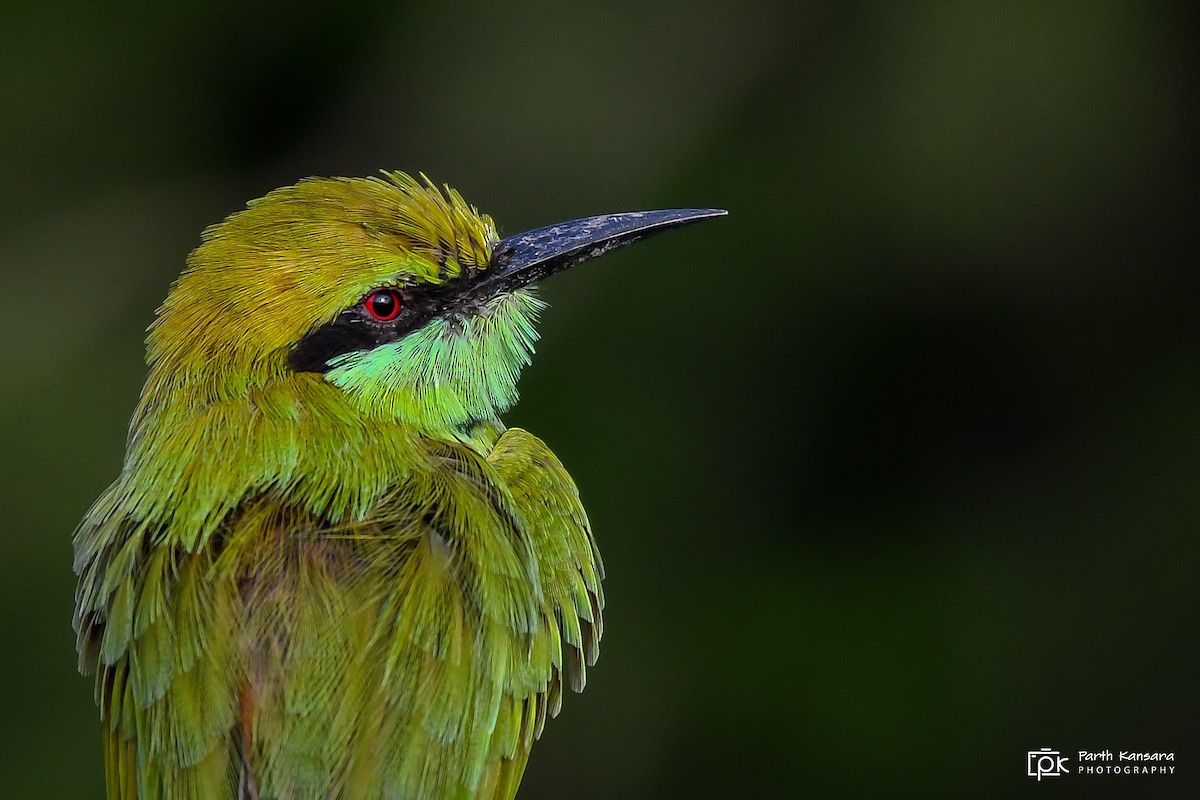 Asian Green Bee-eater - Parth Kansara