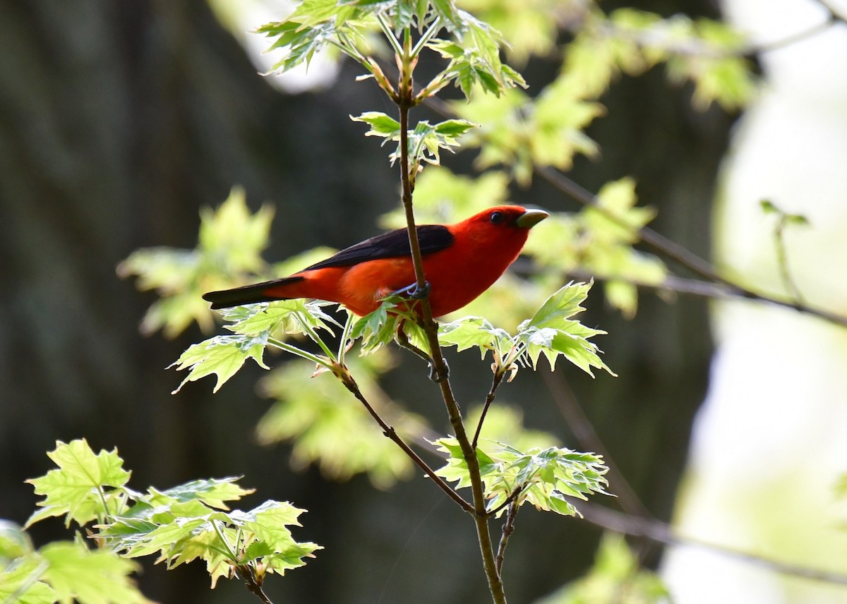 Scarlet Tanager - ML465306611
