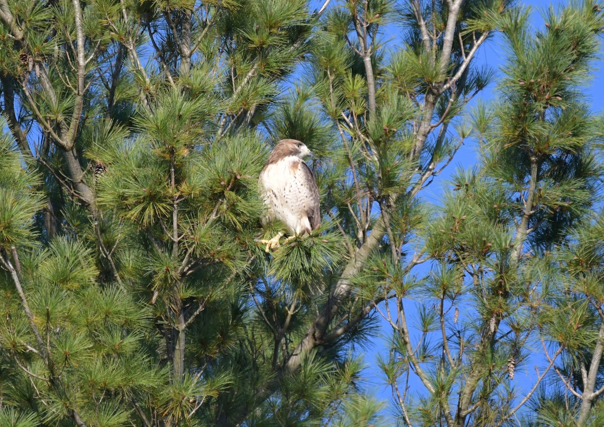 Red-tailed Hawk - ML465313481