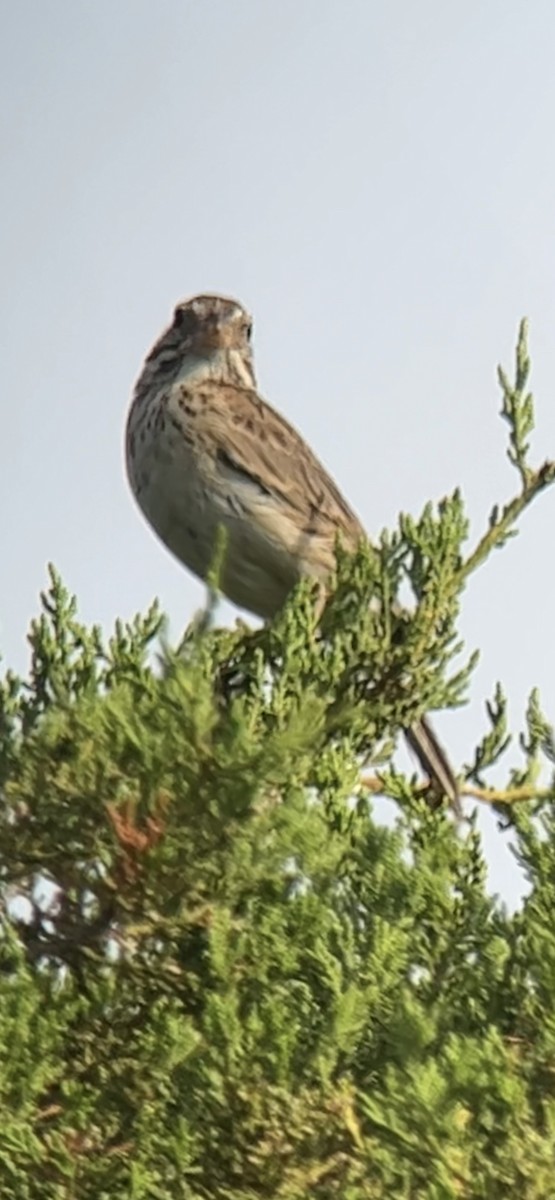 Vesper Sparrow - ML465315471
