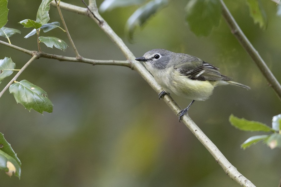 ニシフタスジモズモドキ（cassinii） - eBird