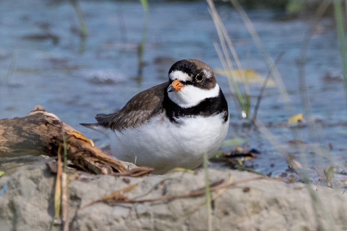 Semipalmated Plover - ML465325991
