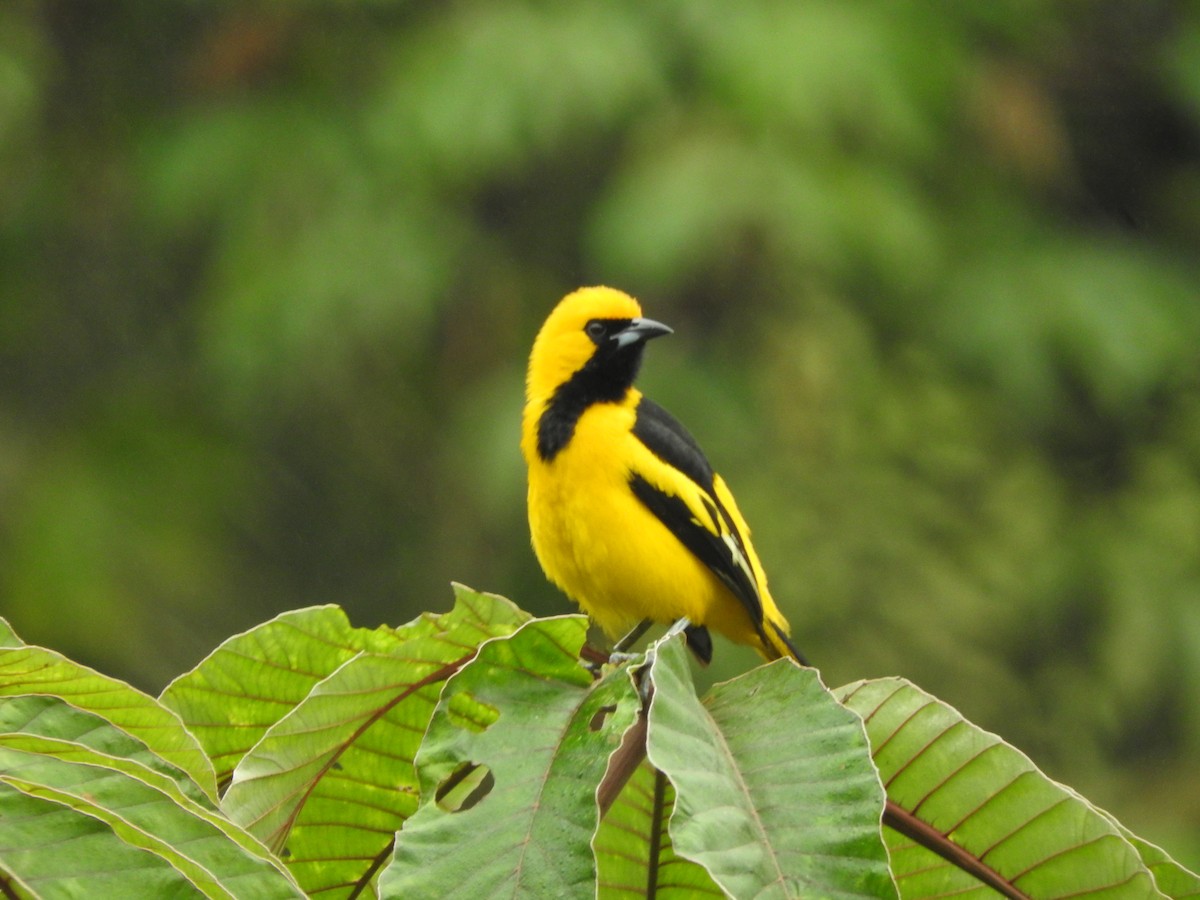 Yellow-tailed Oriole - ML465327031