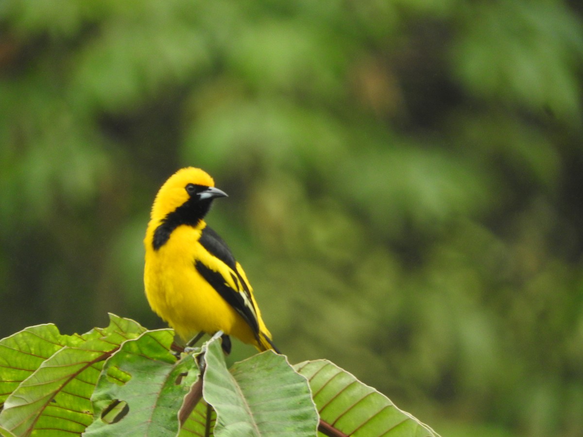 Yellow-tailed Oriole - ML465327041
