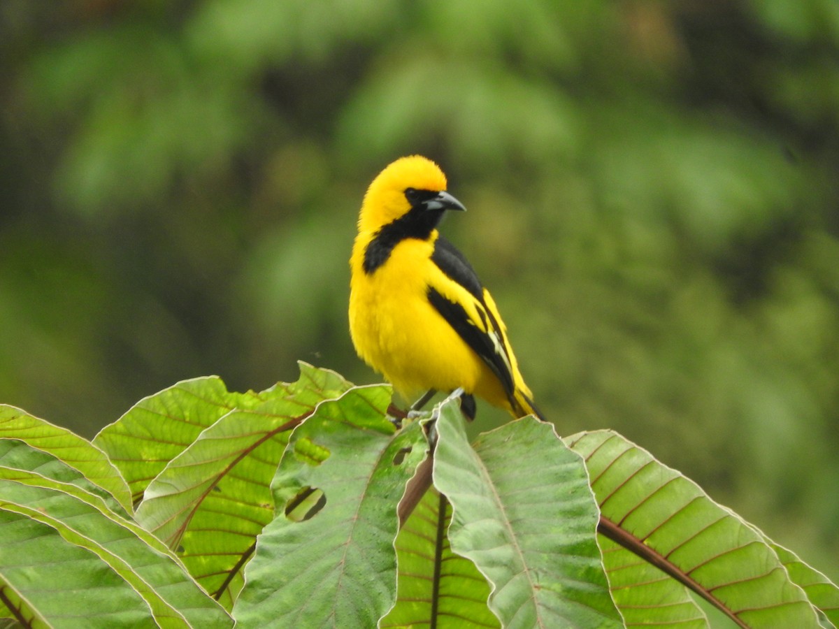 Yellow-tailed Oriole - ML465327051
