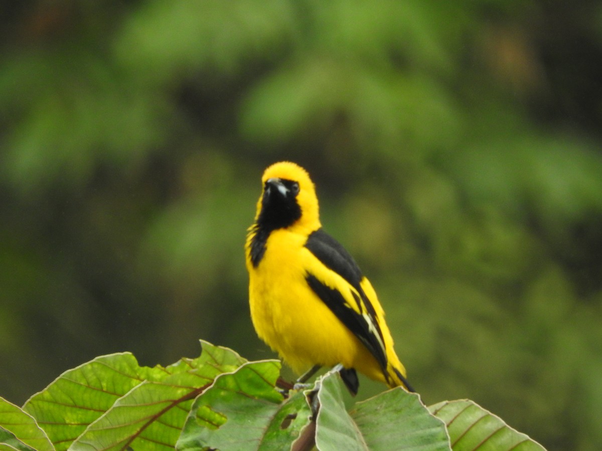 Yellow-tailed Oriole - ML465327241