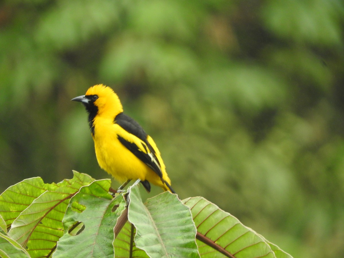 Yellow-tailed Oriole - ML465327281