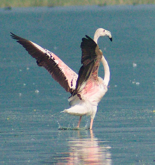 Greater/Lesser Flamingo - VIDULA KULKARNI