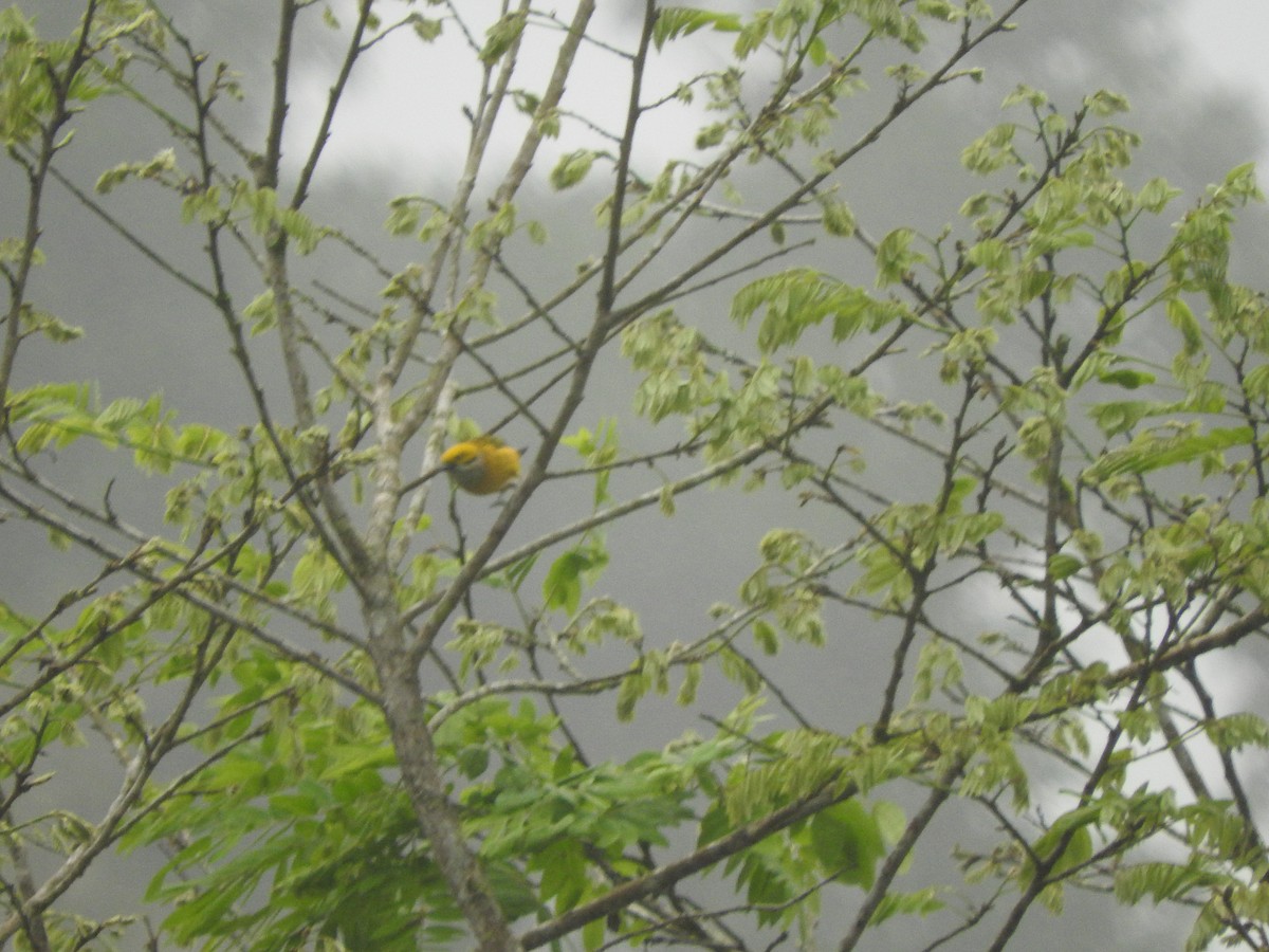 Silver-throated Tanager - ML465327361