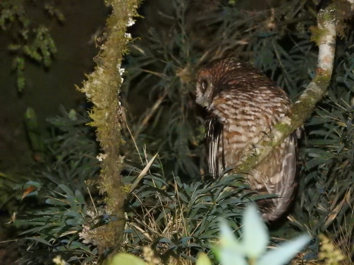 Rufous-banded Owl - Agustin Carrasco
