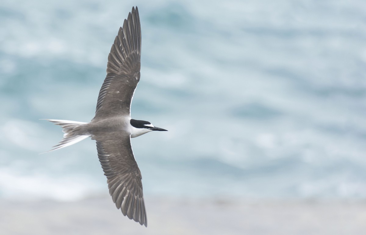 Bridled Tern - Marky Mutchler
